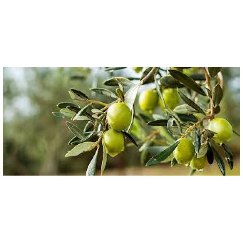 Zeytin :Tar�map �ha ile bitki koruman�n en fazla tercih edildi�i tar�m �r�n�d�r.